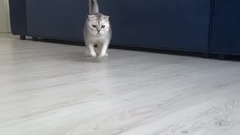 Cat love 💙story