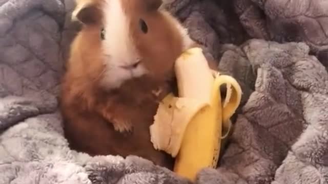 A baby hamaster eat banana#foryou #animal #cute #funny #hamaster #banana