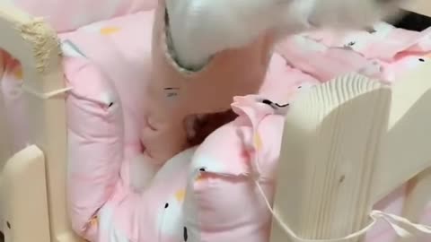 Amazing dog baby cute video