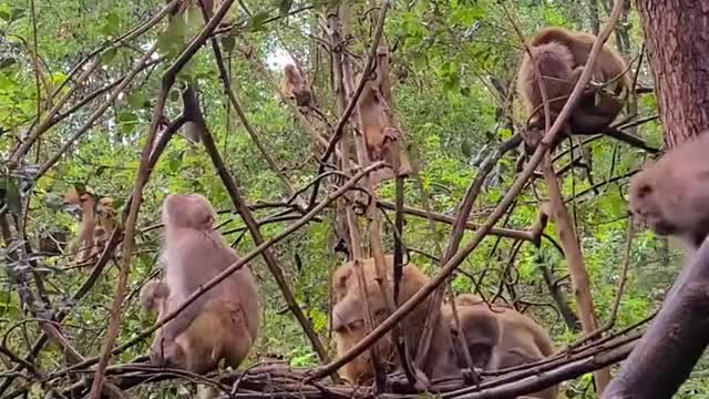 Poor Monkey - Give a way - the world is beautiful