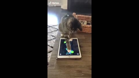 Funny Animal Video