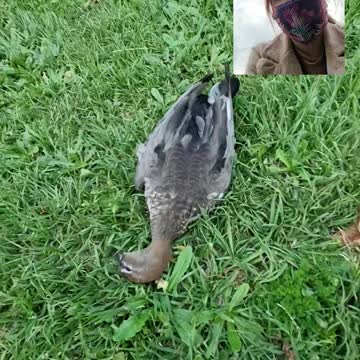 Found a dead Zebra dove