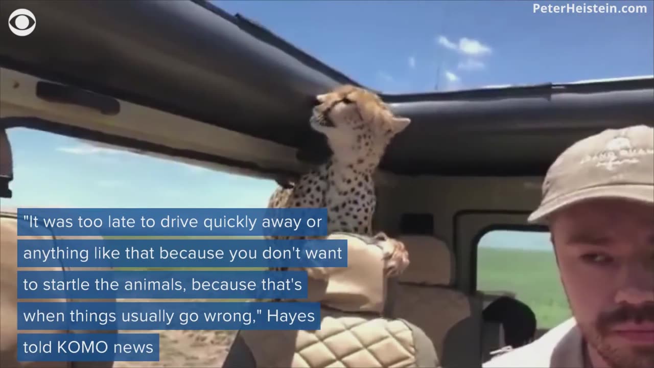 Cheetah jumps into a safari car forces everyone to freeze