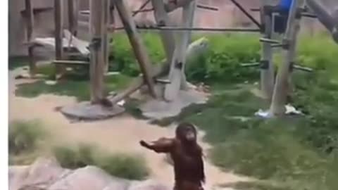 Funny chimpanzee