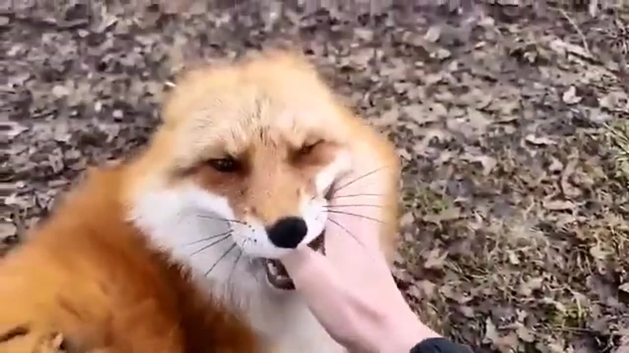 FUNNY ANIMALS