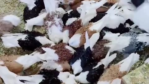 Fancy Pet Most Beautiful Frillback Pigeon