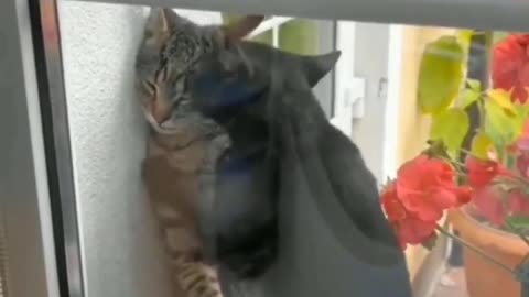 FUNNY CAT MEMES COMPILATION OF 2023 V29