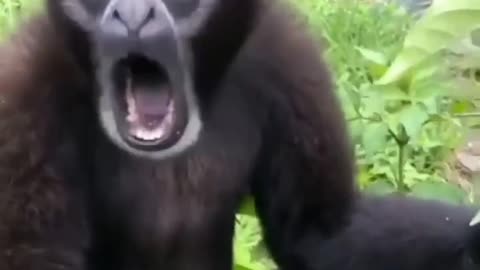 Gibbon monkey sound