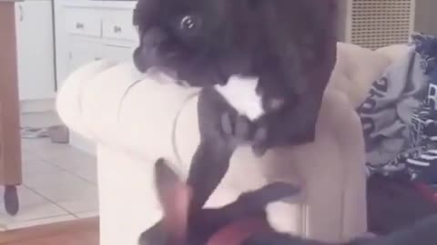 Funny law fight