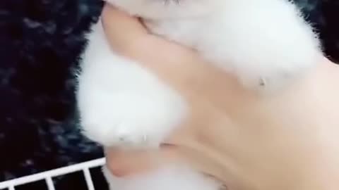Baby cute dog video