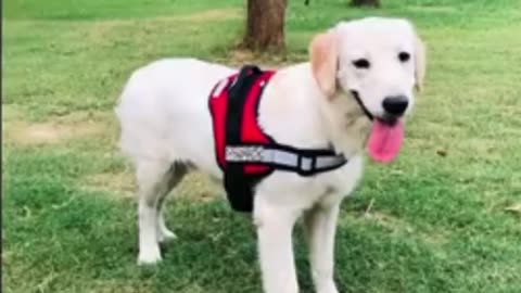 Dog 🐶 harness with your Dog name //dog training video//dog training english