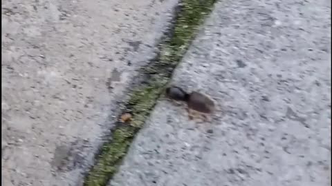 Brazilian Bum Lift