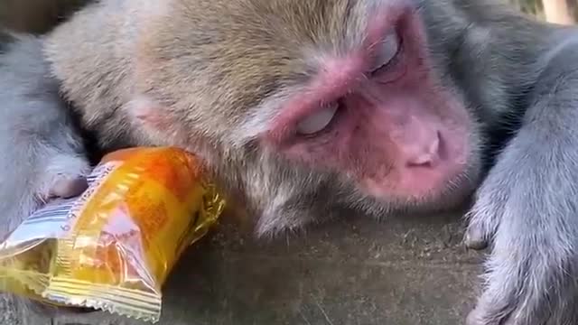 adorable monkey videos 02