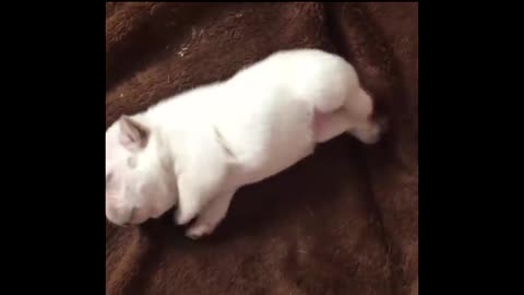 Cute Lazy Puppy