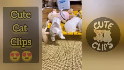 cute video clips of cats 😍 aww animals 🤩 | funny cat videos 😍