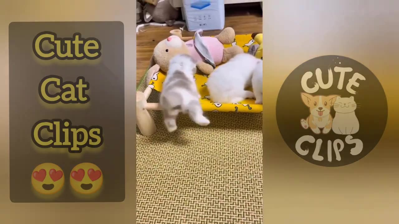 cute video clips of cats 😍 aww animals 🤩 | funny cat videos 😍