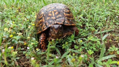 Beautiful Wild Box Turtle Has Claimed This Back Yard as His Own
