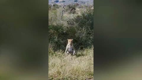 Charging Leopard