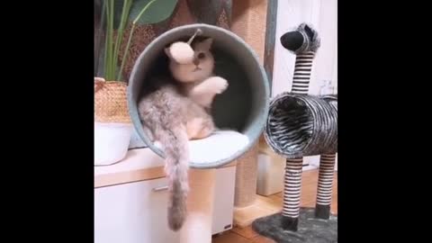 Funny and Cute Cats Gone Wrong Videos