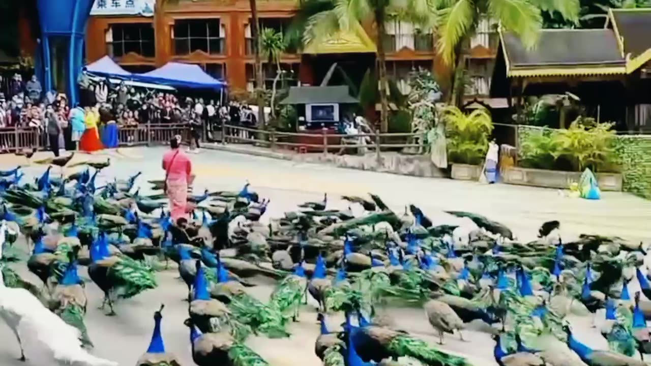 A group of peacocks