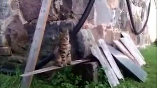 Smart Cat train to play basketball