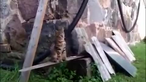 Smart Cat train to play basketball