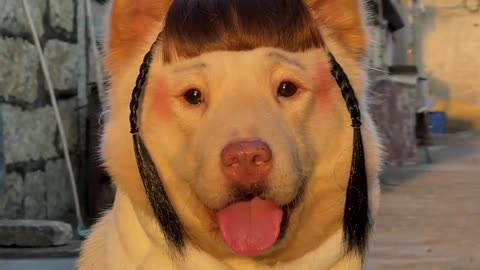 Cute Dog