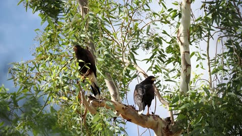 Harris's Hawk Calls