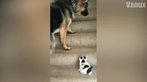Dog funy