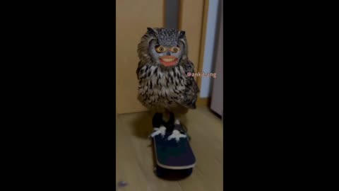 Owl 🦉 skating... Wait for end 🔚..😄😅