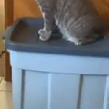 OMG ! Cute funny cats videos #cat#funny #short