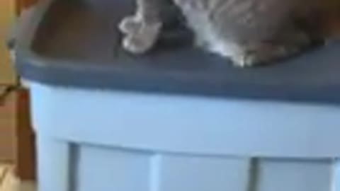 OMG ! Cute funny cats videos #cat#funny #short
