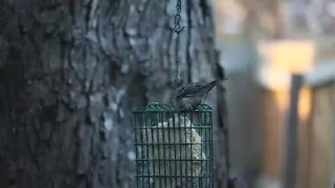 Watch a bird outperform human intelligence