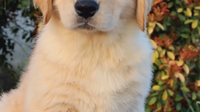 Double bloodline Golden Retriever