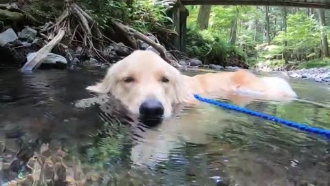 Dog Sits Calmly And Enjoys Cool Water Of River