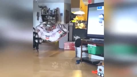 Funny pets compilation