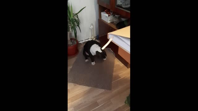 a funny dog video