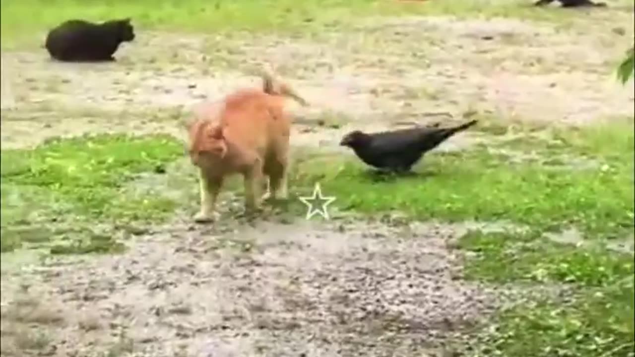Best funniest animals