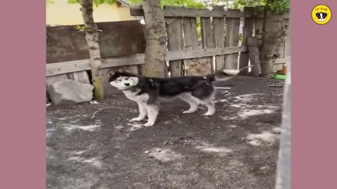 Funniest Animals