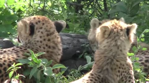 Cheetah- Pelari Terhebat di Muka Bum