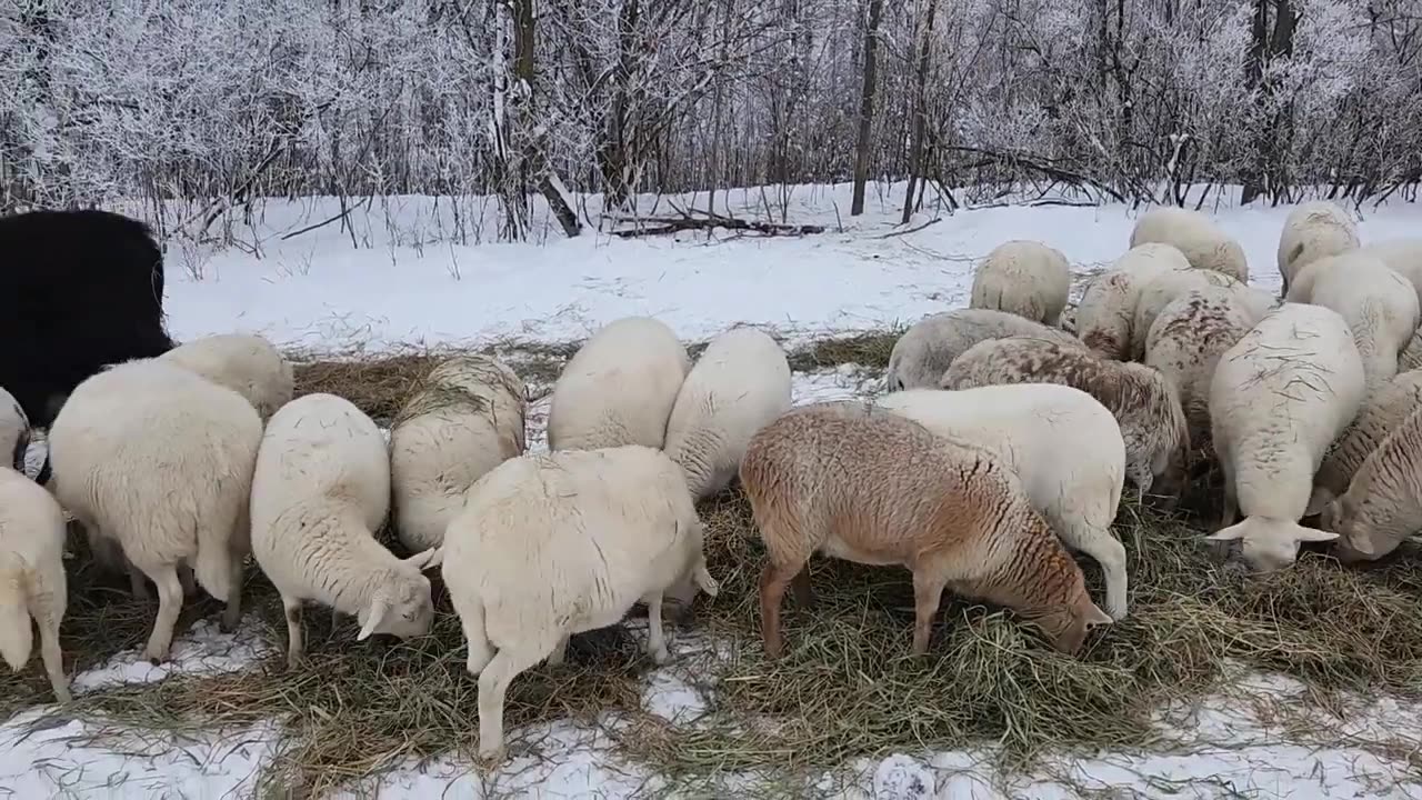 Being Ruthless AND Merciful with Flock/Herd Culling - Making the Animals Work for Me.