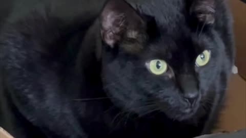 Adopting a Cat from a Shelter Vlog - Cute Precious Piper is a Boxed Loaf #shorts
