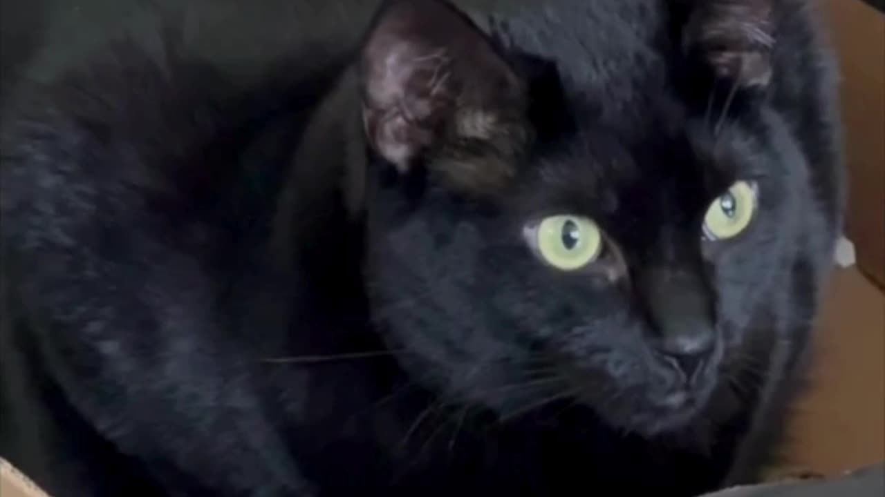 Adopting a Cat from a Shelter Vlog - Cute Precious Piper is a Boxed Loaf #shorts