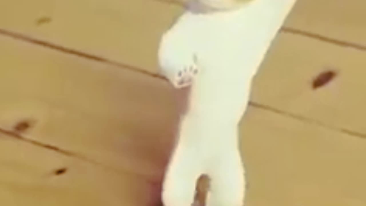 Cat Dance