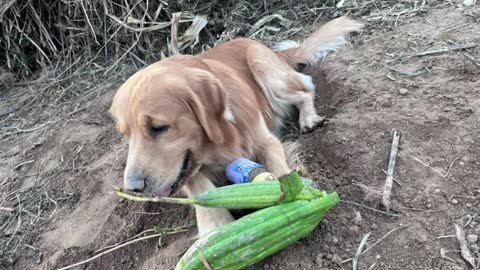 My 25-year-old digs for treasure with his dog