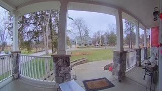 Squirrel Rings Doorbell