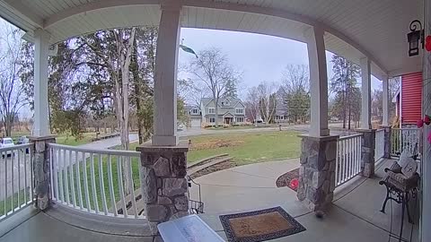 Squirrel Rings Doorbell
