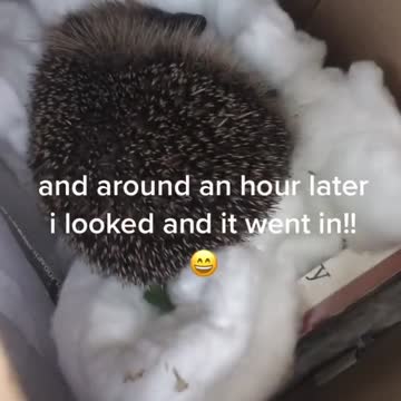 My Pet Hedgehog just got delivered