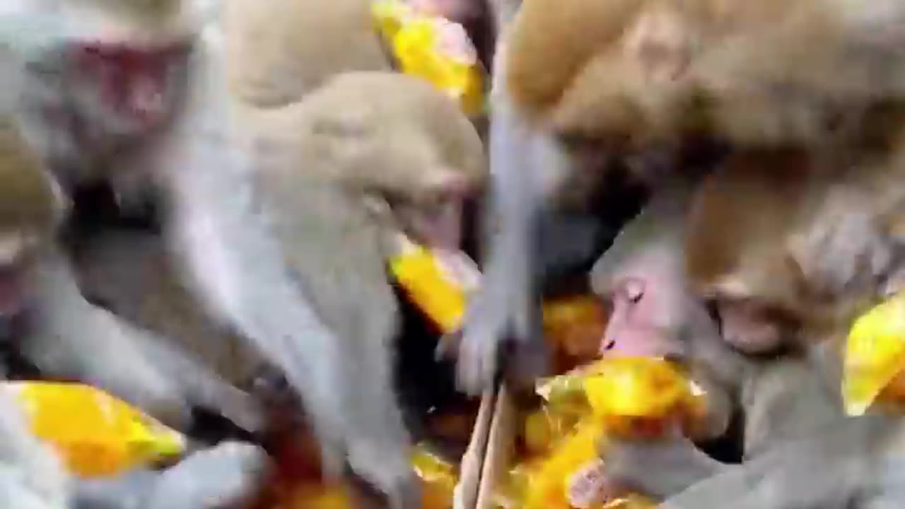 🐵Daily Funny Animals & Cute Pets Viral Videos😂 | Animals LOL Moments #funnyanimals #shorts