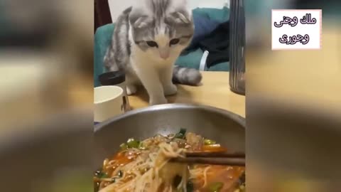Funny kittens cuteness overloaded video